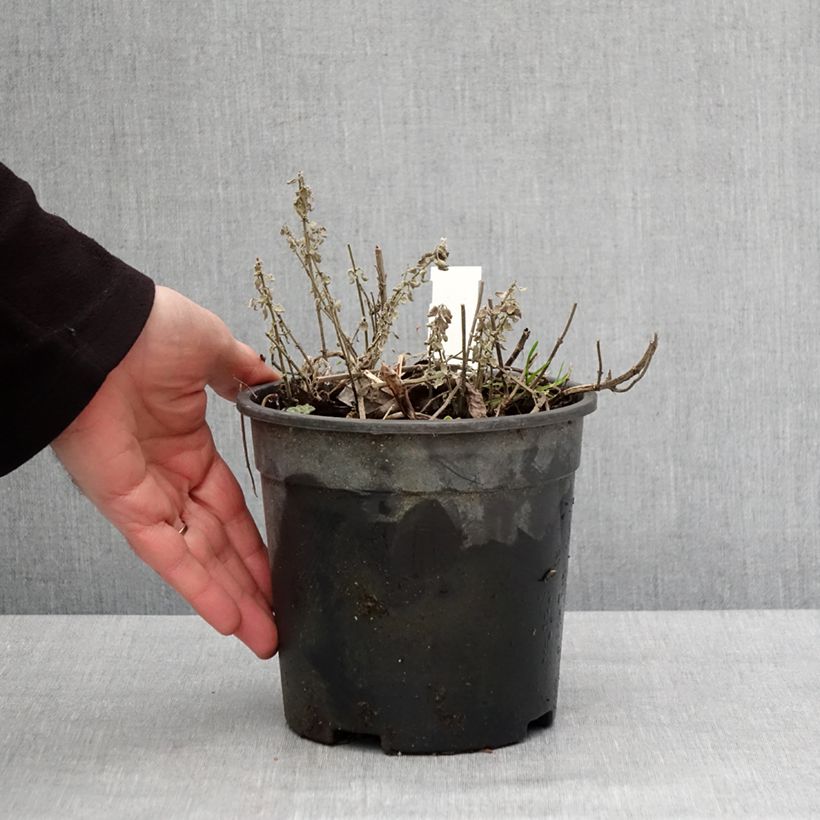 Amostra de Nepeta x faassenii Dropmore Pot de 2L/3L tal como entregue no inverno