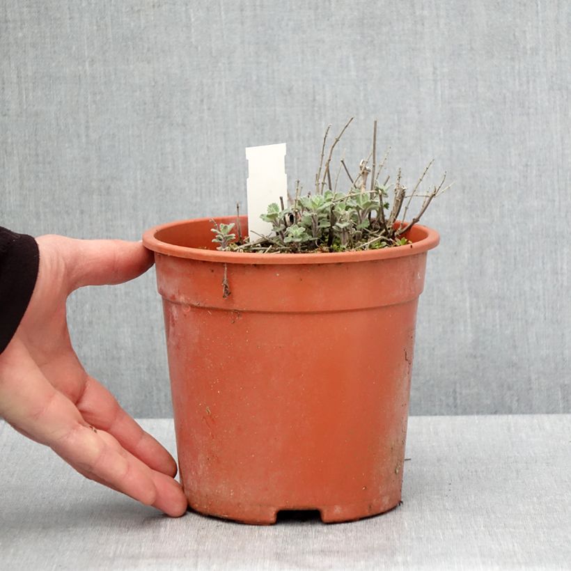 Amostra de Nepeta faassenii Dropmore Vaso de 2 L/3 L tal como entregue na primavera