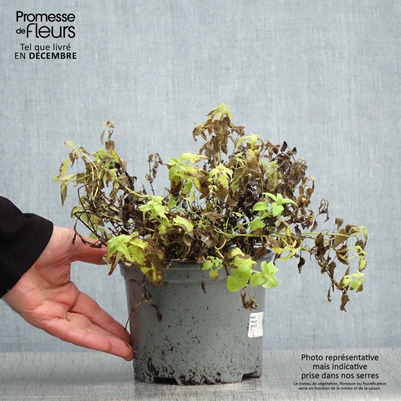 Amostra de Nepeta x faassenii Limelight Vaso de 2 L/3 L tal como entregue no inverno