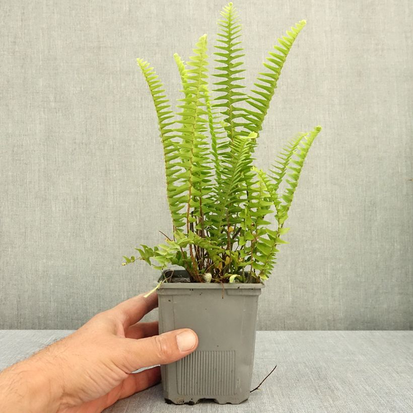 Amostra de Nephrolepis cordifolia Artic Jungle Vaso de 8/9 cm tal como entregue no verão