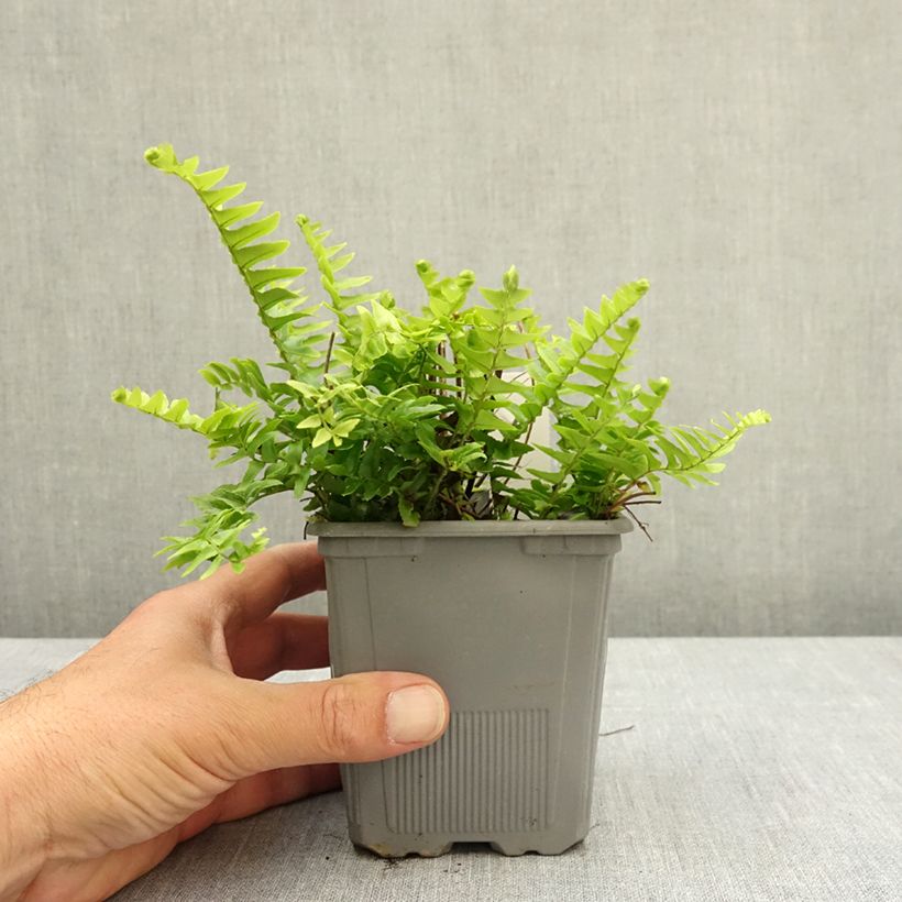 Amostra de Nephrolepis cordifolia Artic Jungle Vaso de 8/9 cm tal como entregue na primavera