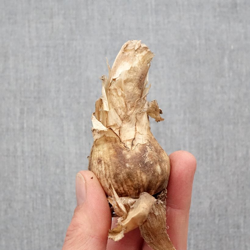 Amostra de Nerine bowdenii Amandi - Lis de Guernesey Bulbe Kaliber/Größe 12+ tal como entregue na primavera