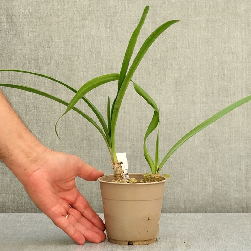 Amostra de Nerine bowdenii Amandi Vaso de 1,5 L/2 L Calibre 12/14 tal como entregue no verão