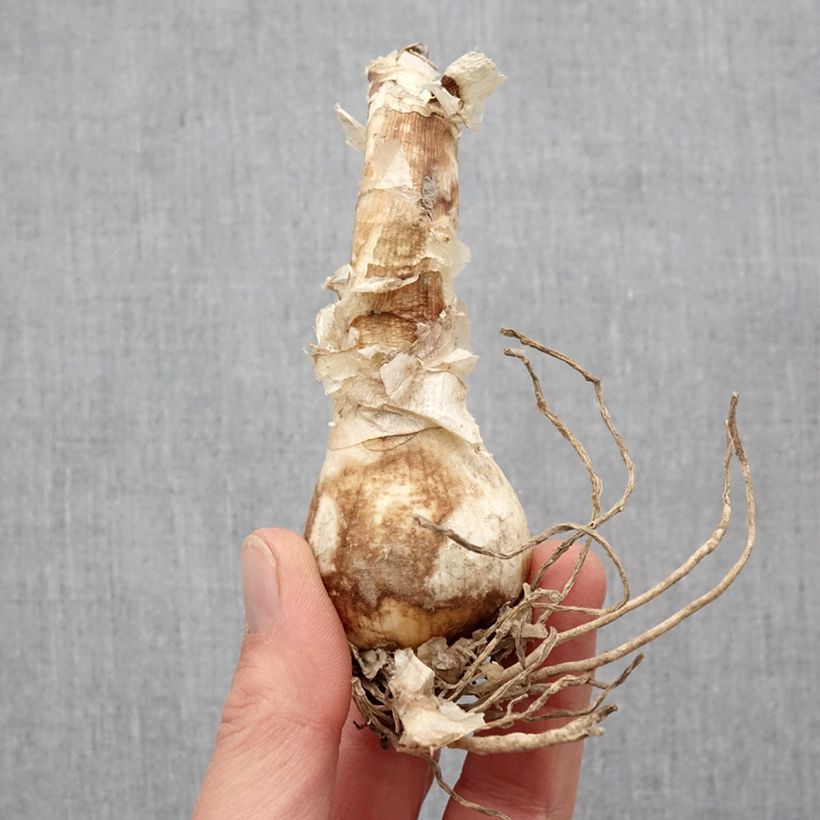 Amostra de Nerine bowdenii Bianca Perla - Lis de Guernesey Bulbe Kaliber/Größe 12+ tal como entregue na primavera