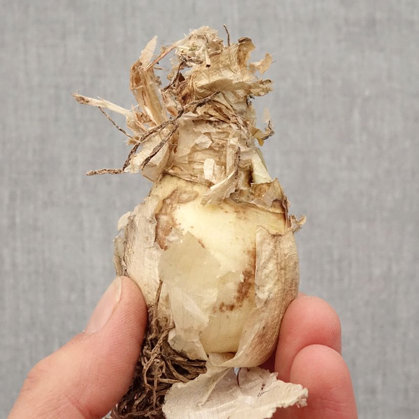 Amostra de Nerine bowdenii Bionce - Lis de Guernesey Bulbe Kaliber/Größe 12/14 tal como entregue na primavera