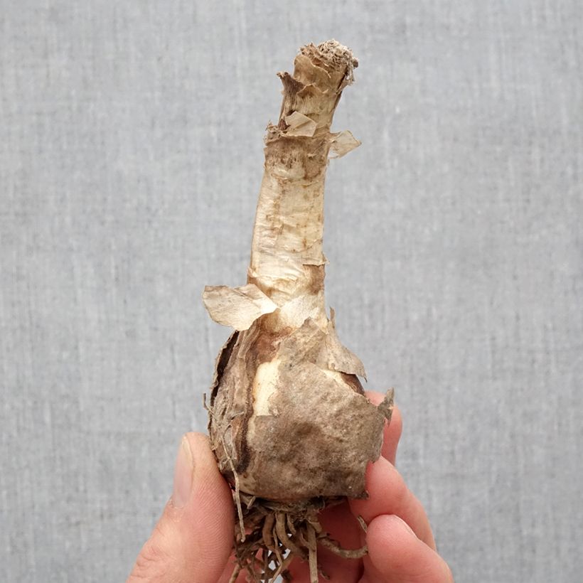 Amostra de Nerine bowdenii Favourite - Lis de Guernesey Bulbe Kaliber/Größe 12+ tal como entregue na primavera