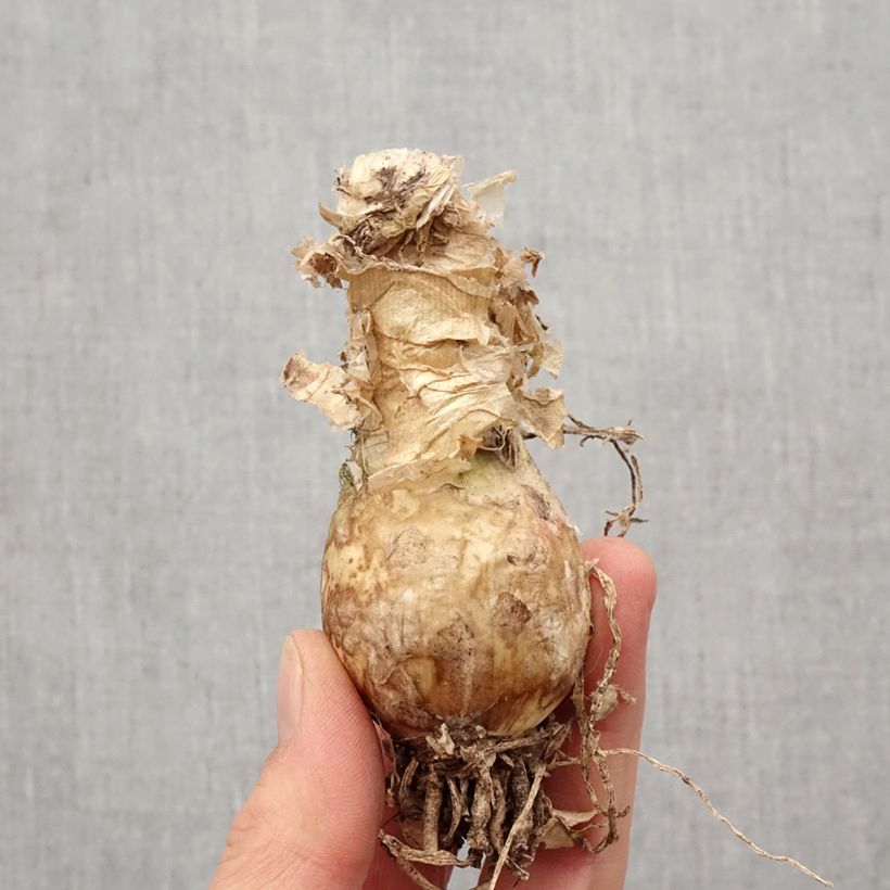 Amostra de Nerine bowdenii Like a Virgin - Lis de Guernesey Bulbe Kaliber/Größe 12+ tal como entregue na primavera