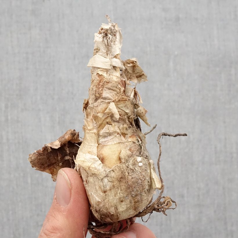 Amostra de Nerine bowdenii Ostara K - Lis de Guernesey Bulbe Kaliber/Größe 12+ tal como entregue na primavera