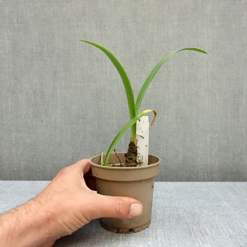 Amostra de Nerine bowdenii Ostara K Vaso de 1,5 L/2 L Calibre 12/14 tal como entregue no outono