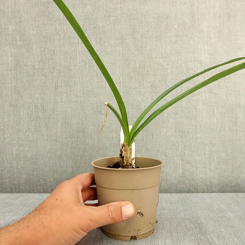 Amostra de Nerine bowdenii Ostara K Vaso de 1,5 L/2 L Calibre 12/14 tal como entregue no verão
