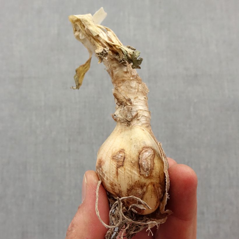 Amostra de Nerine bowdenii pink triomph bulbe Bulbo size 12+ tal como entregue na primavera