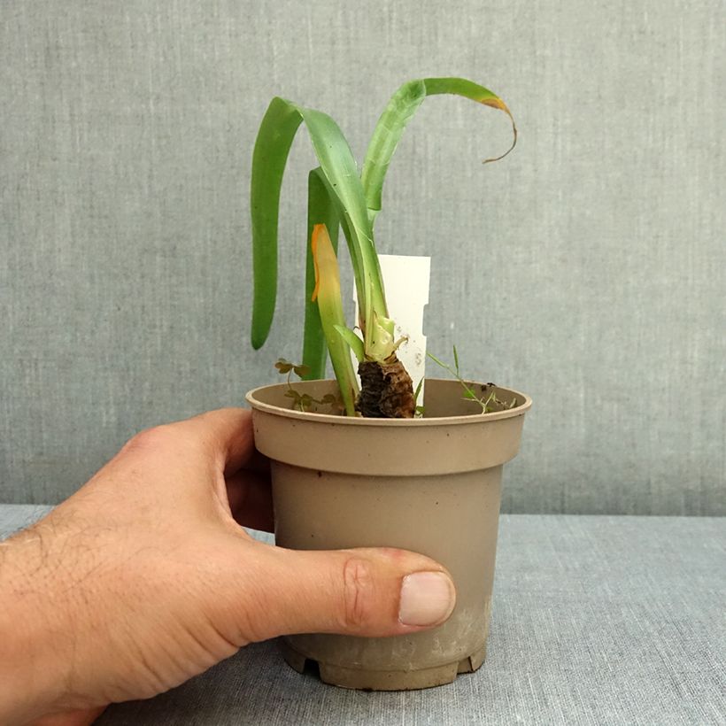 Amostra de Nerine bowdenii Vaso de 12 cm/13 cm Calibre 12/14 tal como entregue no verão