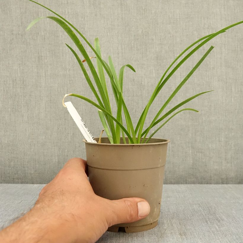 Amostra de Nerine bowdenii Vesta K Vaso de 1,5 L/2 L Calibre 12/14 tal como entregue no verão