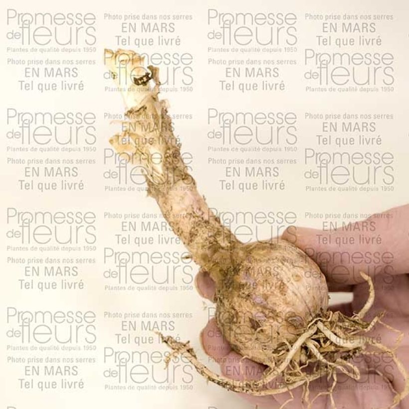 Exemplo de amostra de Nerine sarniensis var corusca Bulbe calibre 12+ tal como entregue