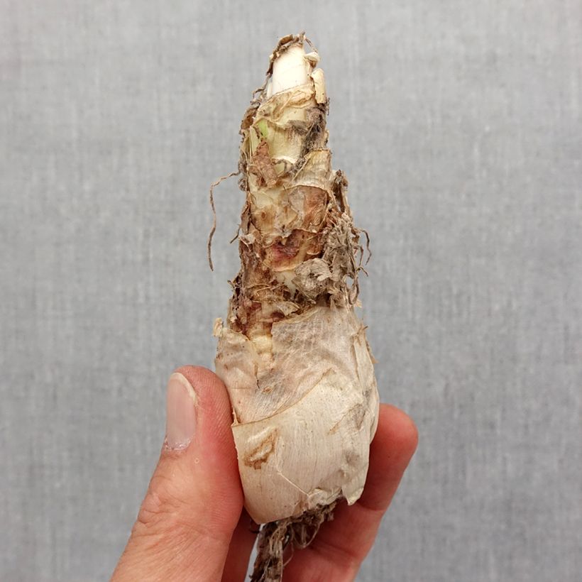 Amostra de Nerine flexuosa Rose Bulbo size 12+ tal como entregue na primavera