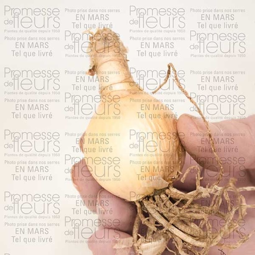 Exemplo de amostra de Nerine flexuose blanche Bulbe calibre 13+ tal como entregue