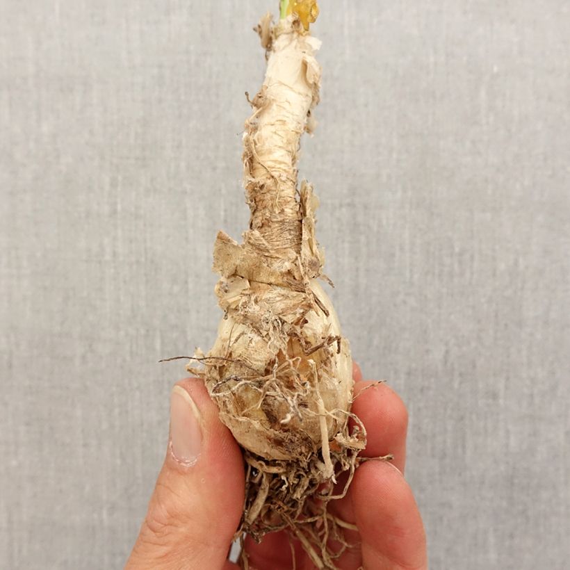 Amostra de Nerine flexuose blanche Bulbo size 13+ tal como entregue na primavera