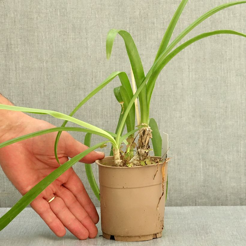 Amostra de Nerine undulata Vaso de 1,5 L/2 L Calibre 10+ tal como entregue no verão