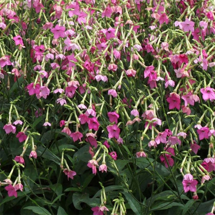 Nicotiana alata Vedado Rose Pink (Floração)