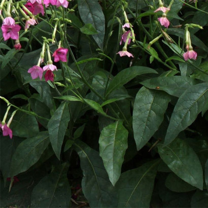 Nicotiana alata Vedado Rose Pink (Folhagem)