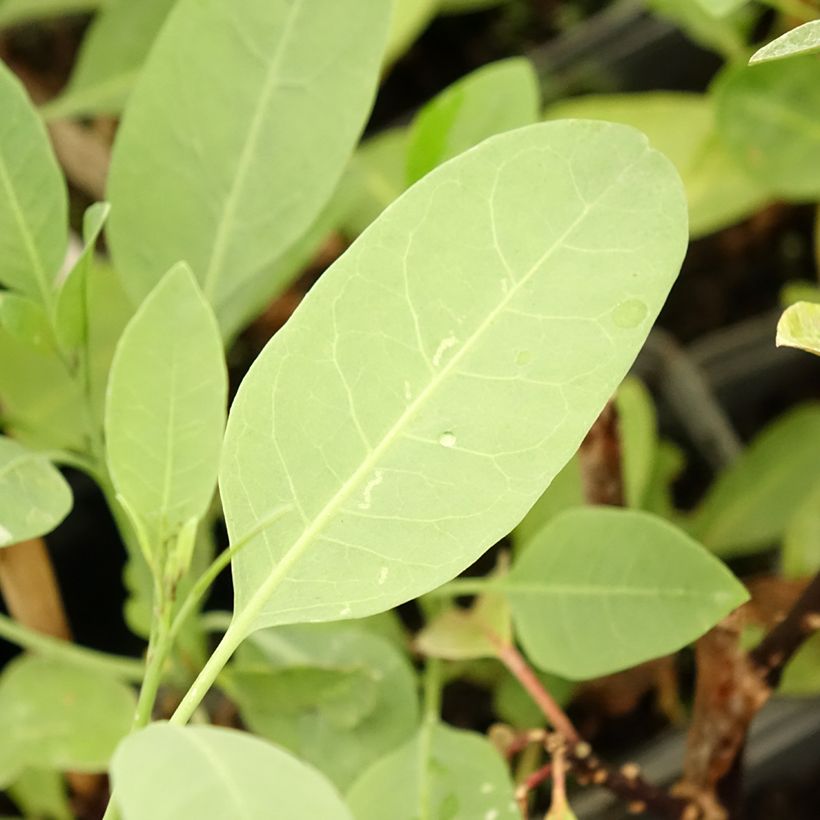 Nicotiana glauca - Tabaqueira-brava (Folhagem)