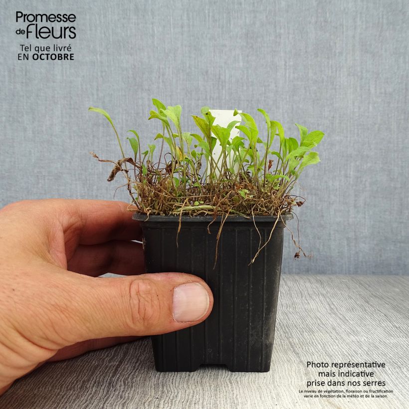Amostra de Nierembergia repens Vaso de 8/9 cm tal como entregue no outono