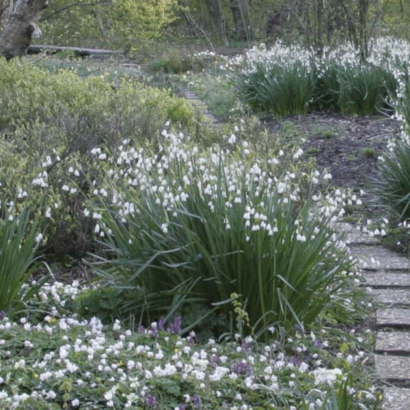 Leucojum aestivum (Hábito)