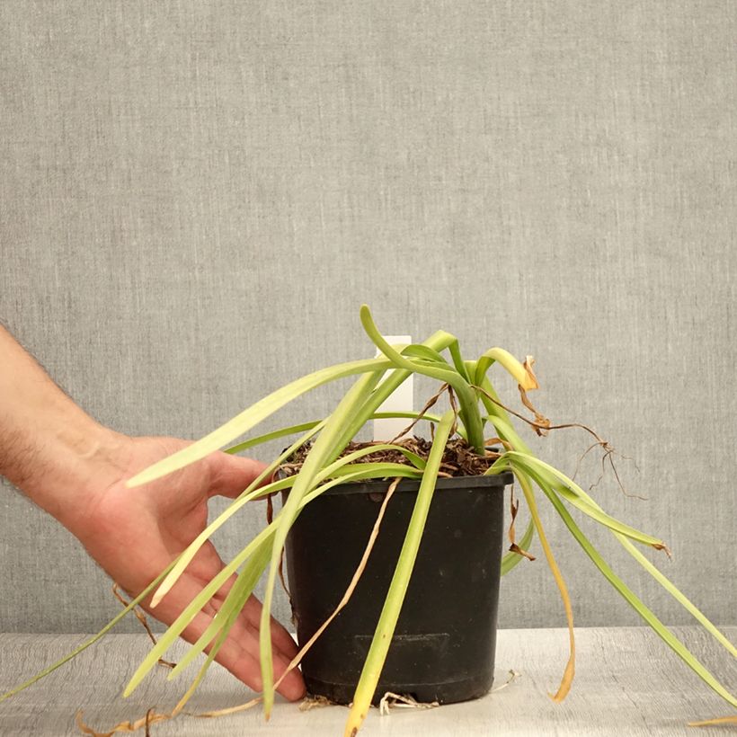 Amostra de Leucojum aestivum Bridesmaid Vaso de 2 L/3 L tal como entregue no verão