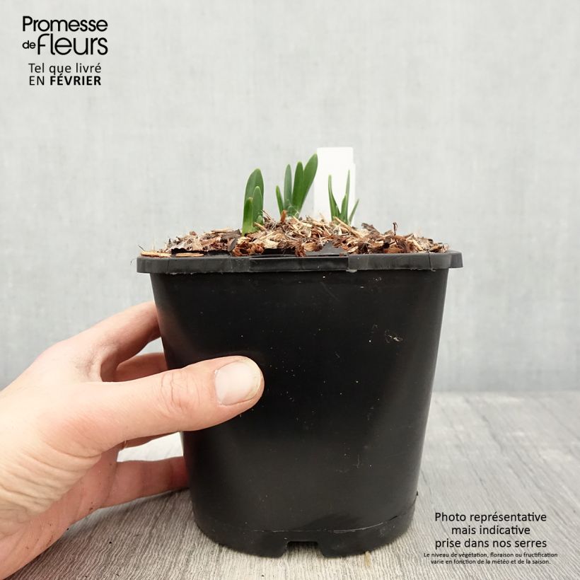 Amostra de Nivéole d'été - Leucojum aestivum Bridesmaid  Pot de 2L/3L tal como entregue no inverno