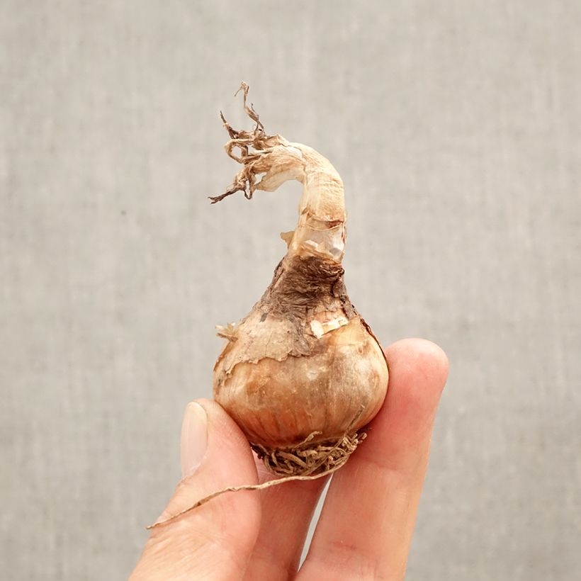 Amostra de Nivéole d'été - Leucojum aestivum Bulbo size 12+ tal como entregue na primavera