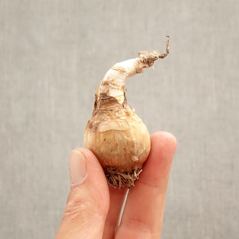 Amostra de Leucojum aestivum Gravetye Giant Bulbo Calibre 10/12 tal como entregue na primavera