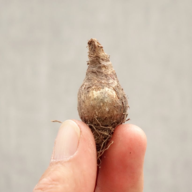 Amostra de Leucojum vernum Bulbo Calibre 7+ tal como entregue na primavera