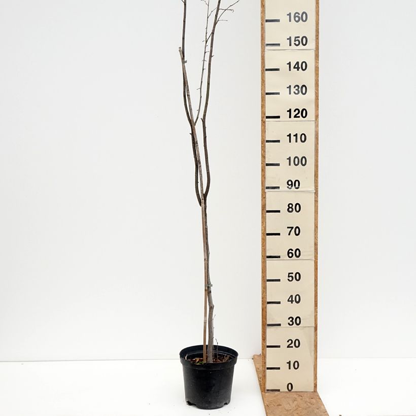 Amostra de Noisetier Anny's Red Dwarf - Corylus avellana Pot de 7,5L/10L tal como entregue no outono