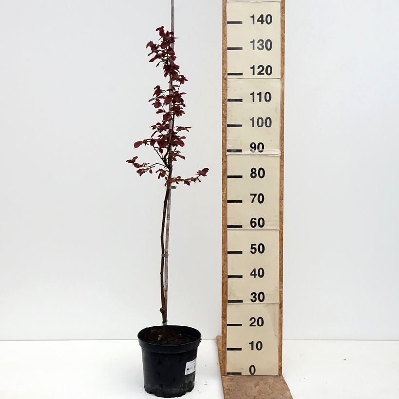 Amostra de Aveleira Anny's Red Dwarf Vaso de 7,5 L/10 L, Haste tal como entregue na primavera