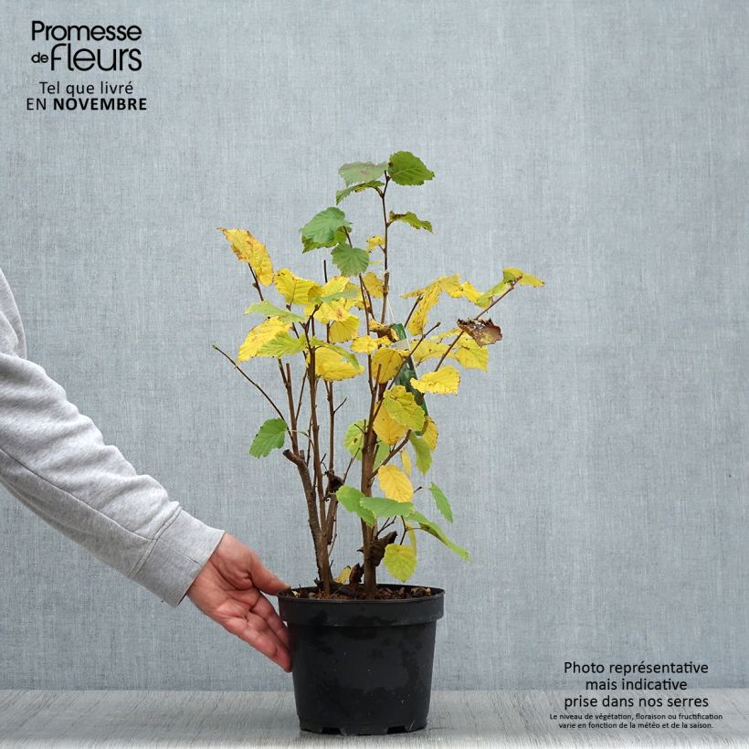 Amostra de Corylus avellana raiz nua Vaso de 2 L/3 L tal como entregue no outono