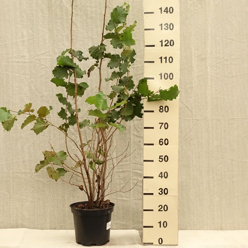 Amostra de Corylus avellana raiz nua Vaso de 7,5 L/10 L tal como entregue no outono