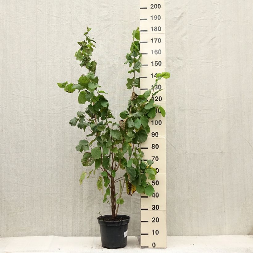 Amostra de Corylus avellana raiz nua Vaso de 7,5 L/10 L tal como entregue no verão