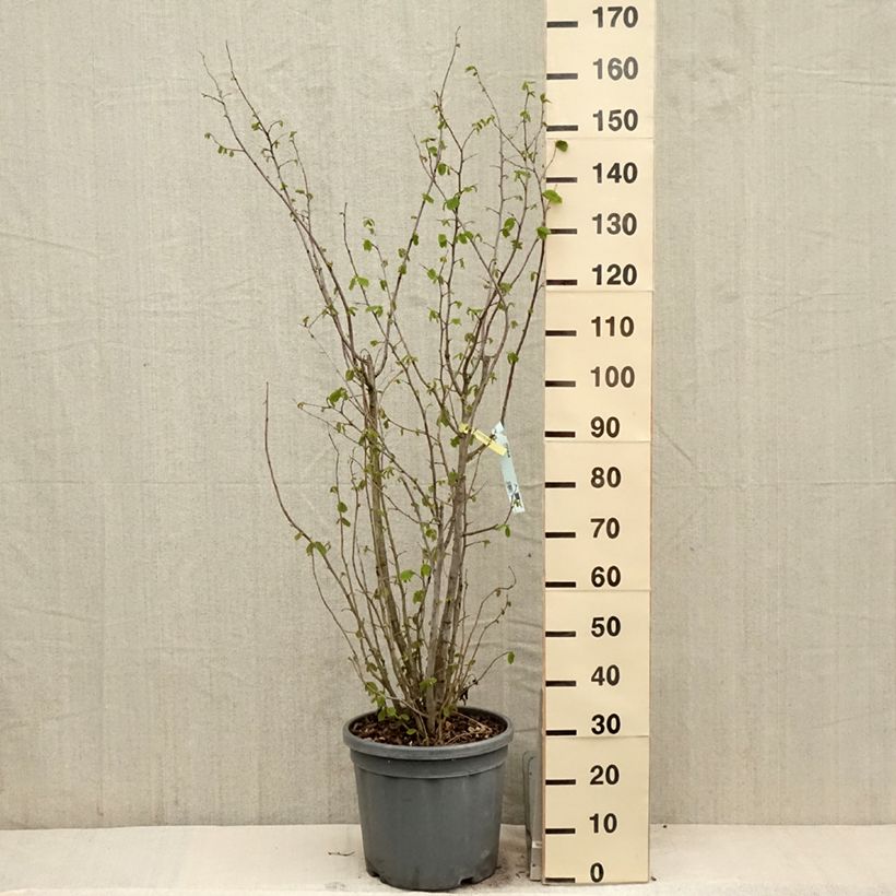 Amostra de Corylus avellana raiz nua Vaso de 7,5 L/10 L tal como entregue na primavera