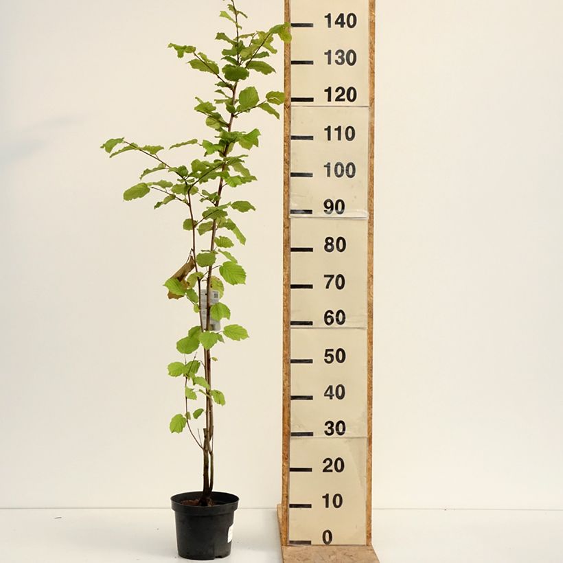 Amostra de Corylus avellana raiz nua Vaso de 2 L/3 L tal como entregue no verão