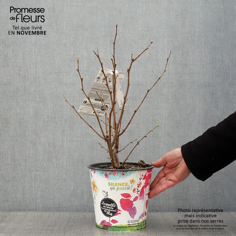 Amostra de Aveleira Longa de Espanha - Corylus avellana Vaso de 3 L/4 L, Arbusto tal como entregue no outono