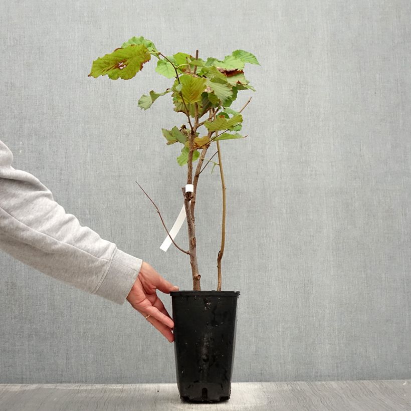 Amostra de Aveleira Longa de Espanha - Corylus avellana Vaso de 3 L/4 L, Arbusto tal como entregue no verão