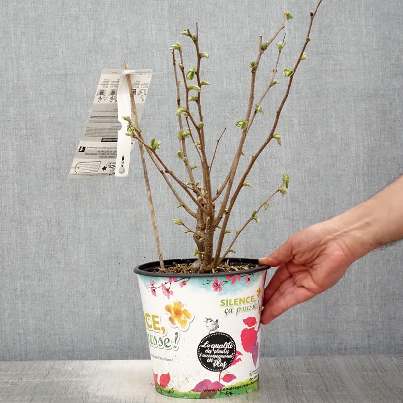 Amostra de Aveleira Longa de Espanha - Corylus avellana Vaso de 3 L/4 L, Arbusto tal como entregue na primavera