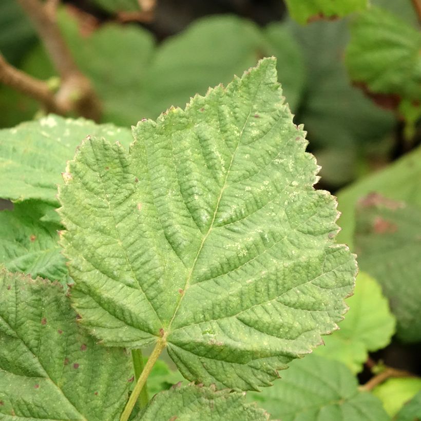 Aveleira Longa de Espanha - Corylus avellana (Folhagem)