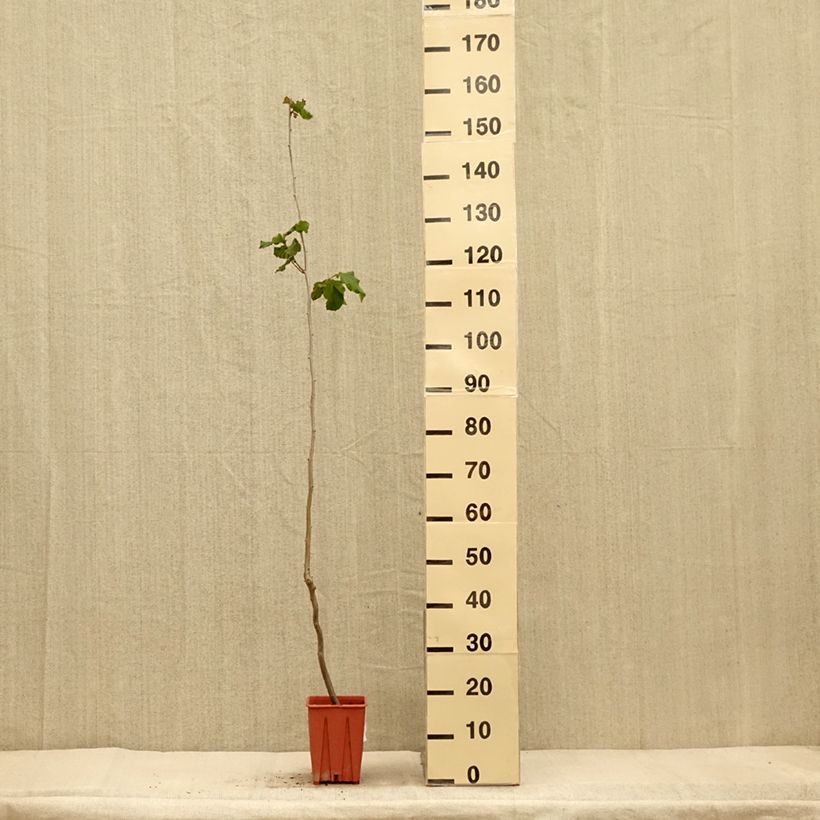 Amostra de Noisetier Tonda Gentile Romana Pot de 1,5L/2L tal como entregue no outono