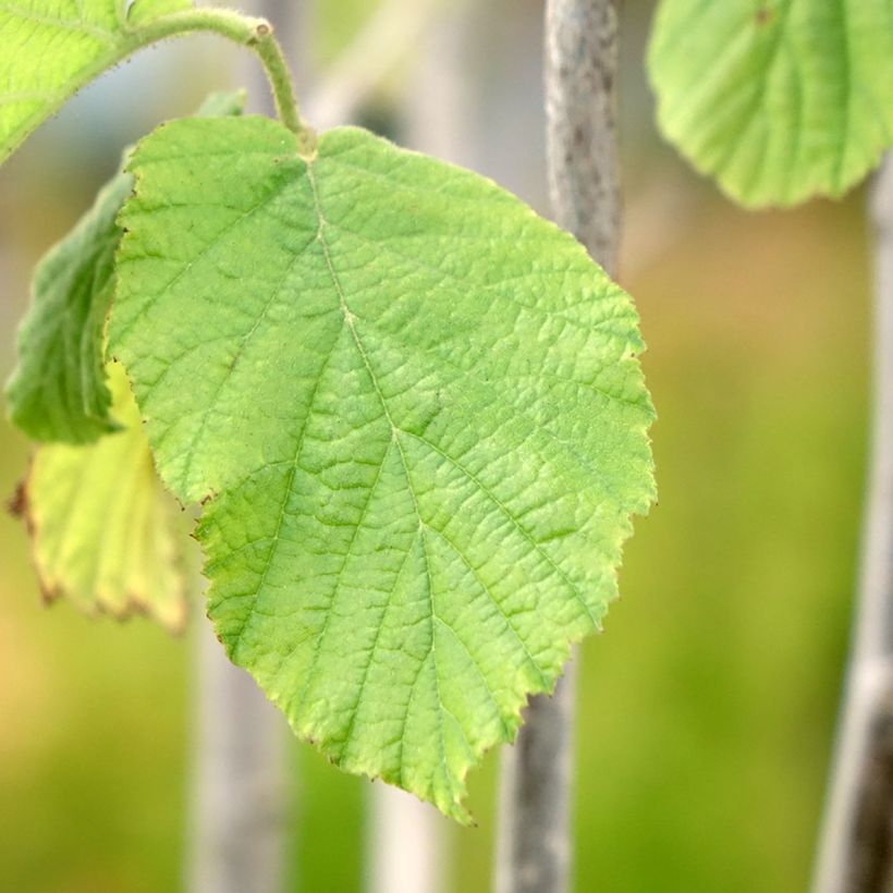 Aveleira Tonda Gentile Trilobata - Corylus avellana (Folhagem)