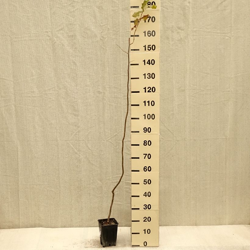 Amostra de Aveleira Tonda Gentile Trilobata - Corylus avellana Vaso de 1,5 L/2 L tal como entregue no outono