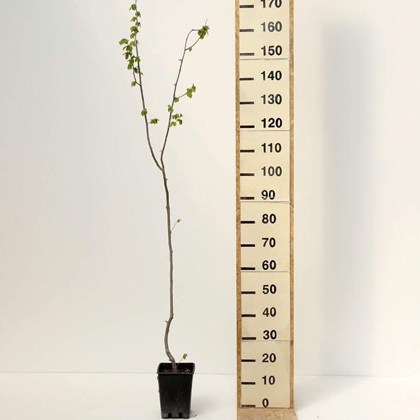 Amostra de Aveleira Tonda Gentile Trilobata - Corylus avellana Vaso de 1,5 L/2 L tal como entregue na primavera