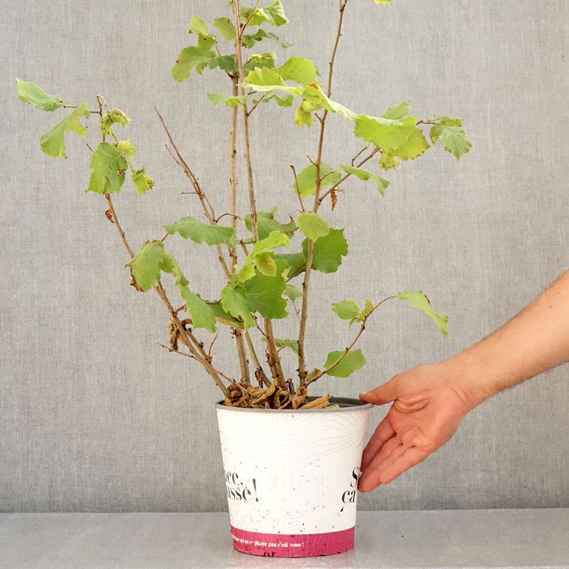 Amostra de Aveleira Fértil de Coutard - Corylus avellana Vaso de 3 L/4 L, Arbusto tal como entregue no verão