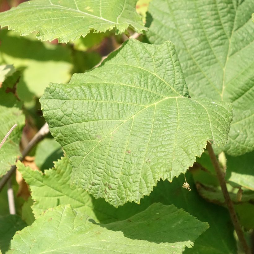 Aveleira Fértil de Coutard - Corylus avellana (Folhagem)