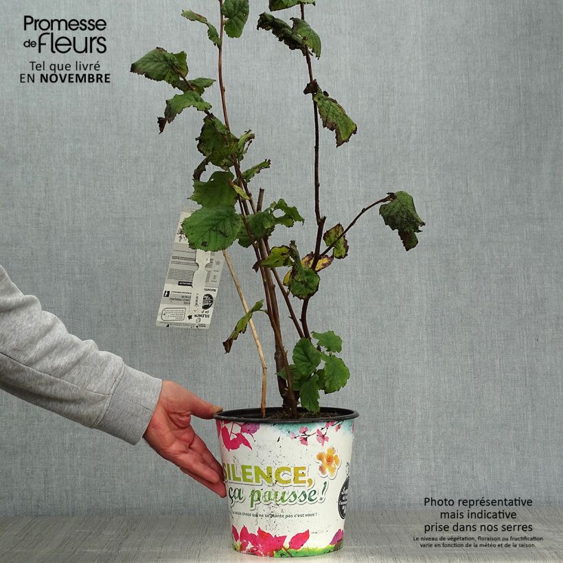 Amostra de Aveleira Merveille de Bollwiller - Corylus maxima Vaso de 4 L/5 L, Arbusto tal como entregue no outono